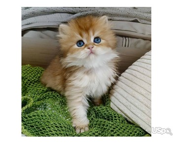 Persian Kitten available for sale