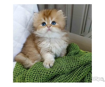 Persian Kitten available for sale