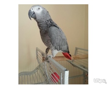 Traind African grey parrot for sale