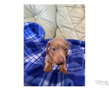Miniature Dachshund Smooth puppies for sale