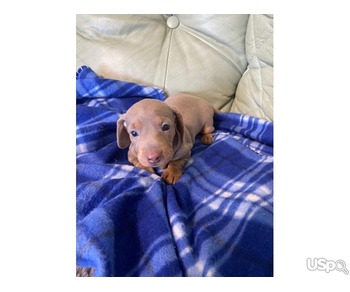 Miniature Dachshund Smooth puppies for sale