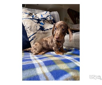 Miniature Dachshund Smooth puppies for sale