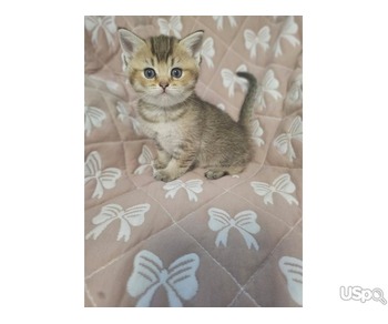 British Shorthair  Kittens for Adoption/sale