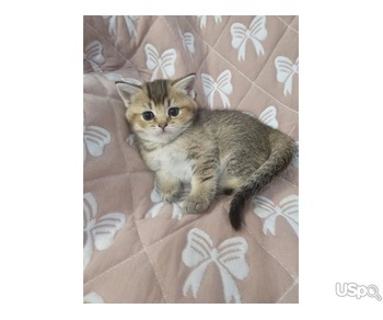 British Shorthair  Kittens for Adoption/sale