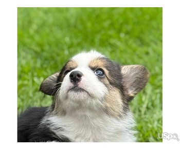 beautiful Pembroke corgi