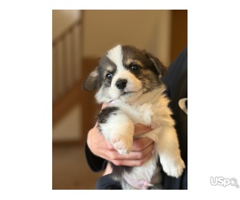 beautiful Pembroke corgi