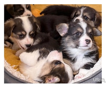beautiful Pembroke corgi