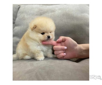 Pomeranian puppies