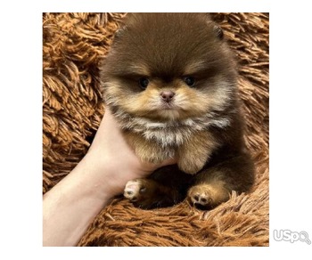 Pomeranian puppies