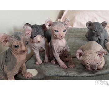Sphinx and Elf kittens