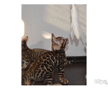 Bengal kitten for sale