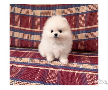 Teacup Pomeranian Puppies For Sale
