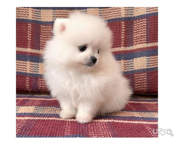 Teacup Pomeranian Puppies For Sale