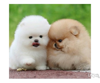 Pomeranian puppy for adoption
