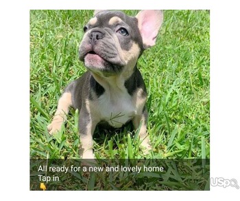 French bulldog Puppies.