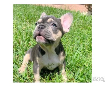 French bulldog Puppies.