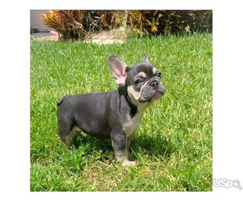 French bulldog Puppies.