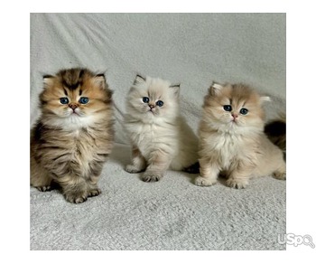 Cute Persian kittens for sale