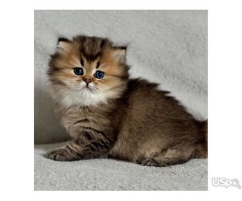 Cute Persian kittens for sale