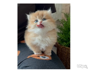 Persian kitten for sale