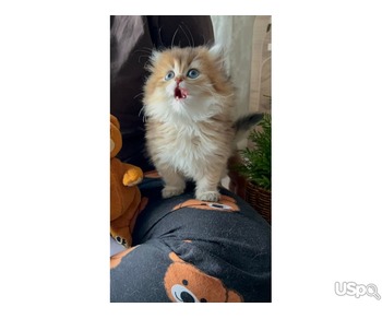 Persian kitten for sale