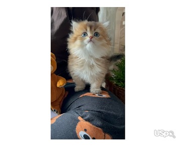 Persian kitten for sale