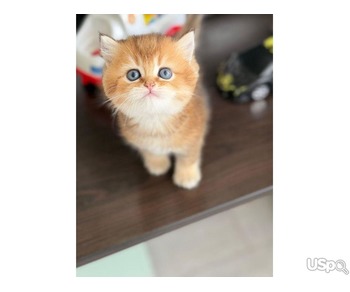 Британские короткошерстные котята на продажу