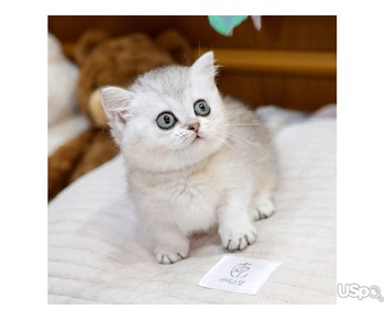 Munchkin kittens for sale