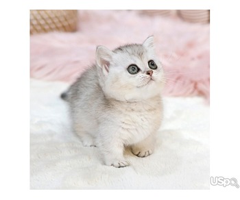Munchkin kittens for sale