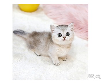 Munchkin kittens for sale