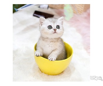 Munchkin kittens for sale