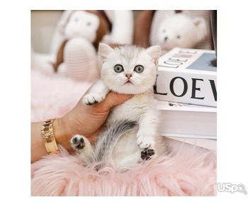 Munchkin kittens for sale
