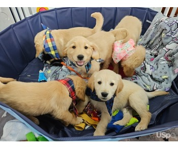 Golden Retriever babies for new homes