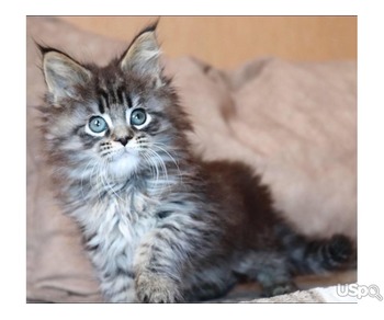 Quality Maine Coon available