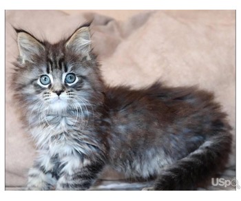 Quality Maine Coon available