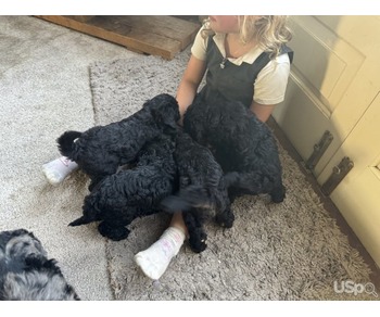 F2BB mini Goldendoodle