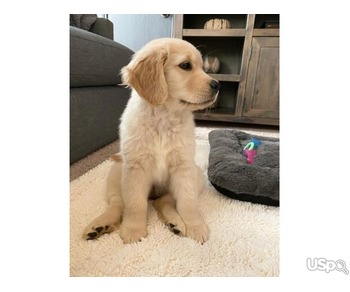 Health Tested Golden Retriever Puppies