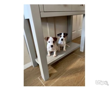 Jack Russel Puppies available for a new home.