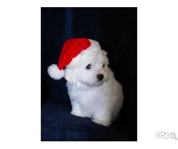 Gorgeous Kc Reg Maltese Puppies available