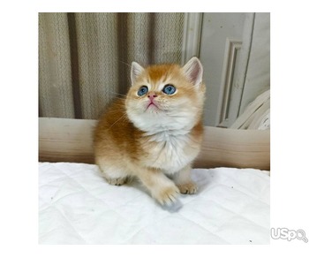 TICA BRITISH SHORTHAIR FOR SALE