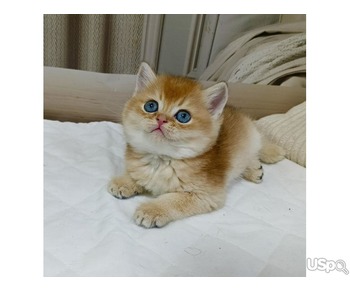 TICA BRITISH SHORTHAIR FOR SALE