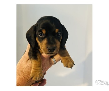 Lovely Dachshund puppies for sale.