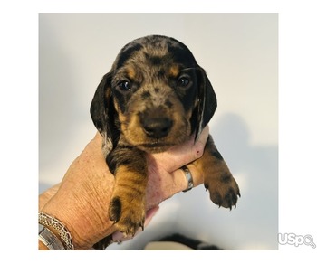Lovely Dachshund puppies for sale.