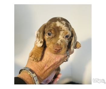Lovely Dachshund puppies for sale.