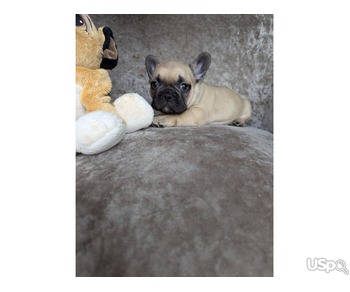 Amazing French Bulldog Available
