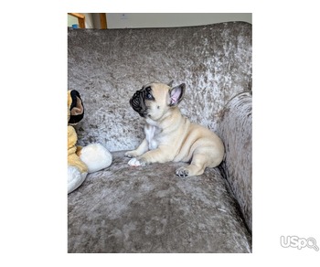 Amazing French Bulldog Available