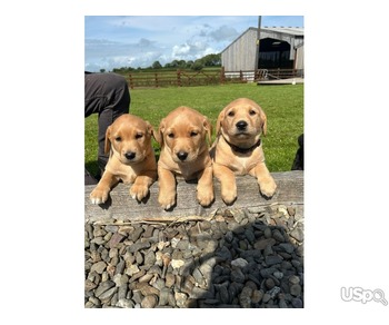 Black and yellow Labrador