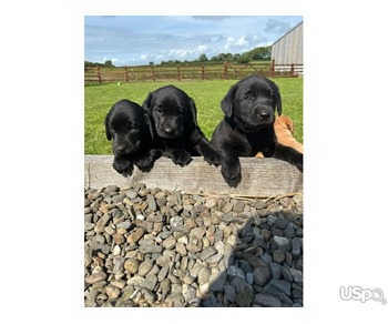 Black and yellow Labrador