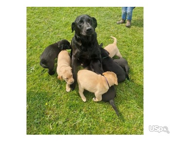 Black and yellow Labrador