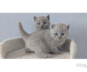 Quality British Shorthair Kittens